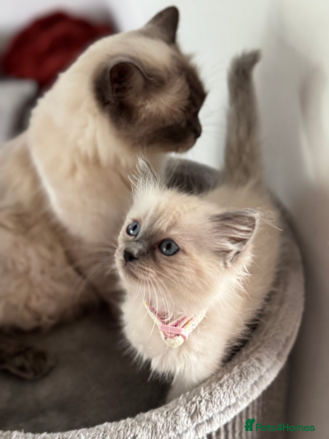 Ragdoll cats for sale: Adorable Ragdoll baby’s  - Image 14