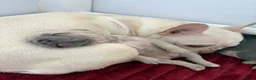 French Bulldog dogs for sale: Last 2 stunning French bulldog girls - Advert 13