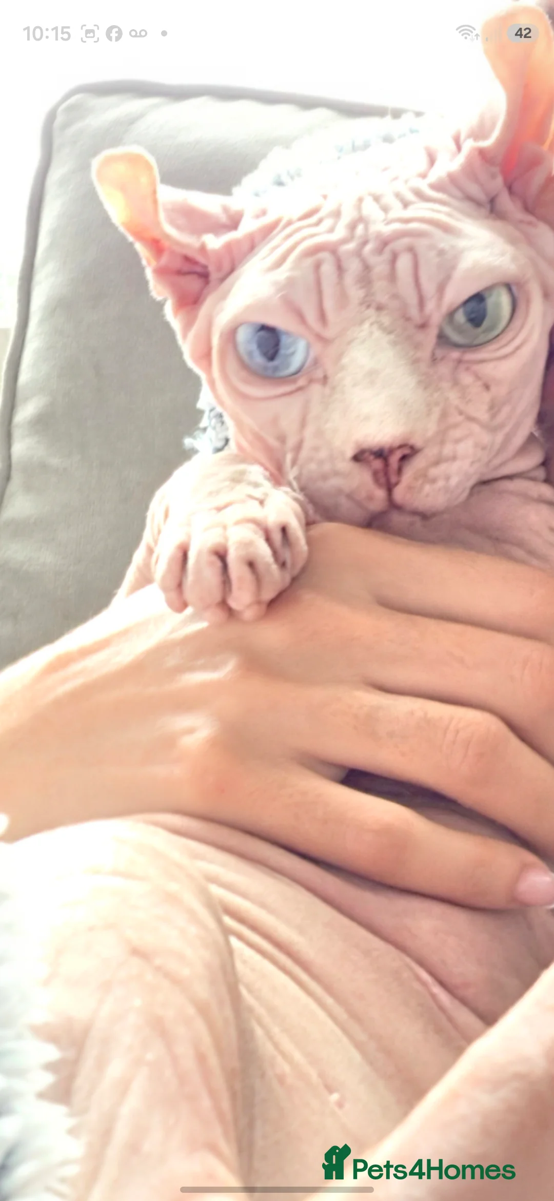 Sphynx cats for sale: * 3 SPHYNX LOOKING FOR A NEW HOME * - Advert 2