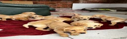 Labrador Retriever dogs for sale: Quality Labrador puppies  - Advert 13