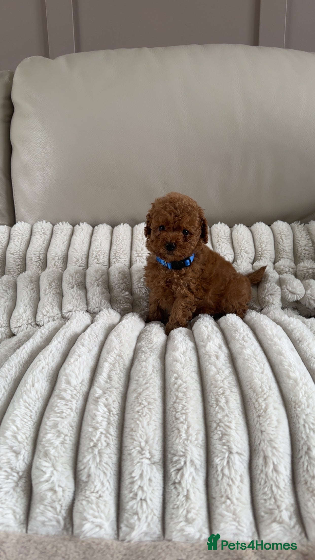 Toy Poodle dogs for sale: KC registered toy poodle puppies  - Advert 7