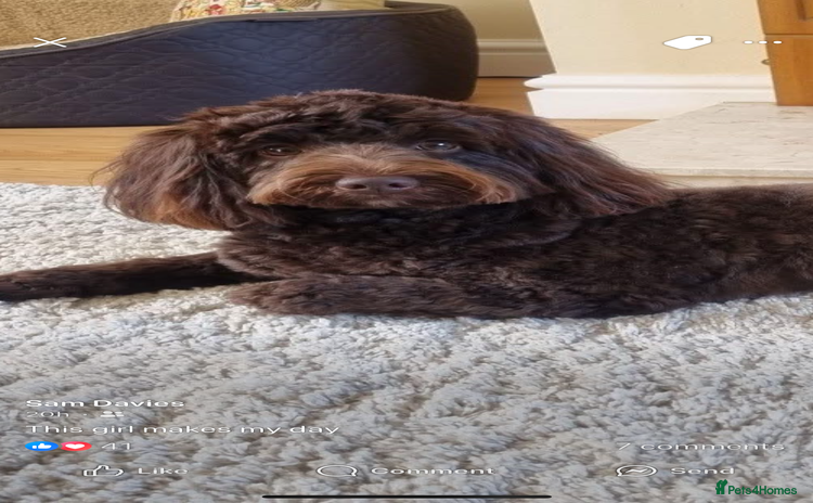 Cockapoo dogs - Advert 3