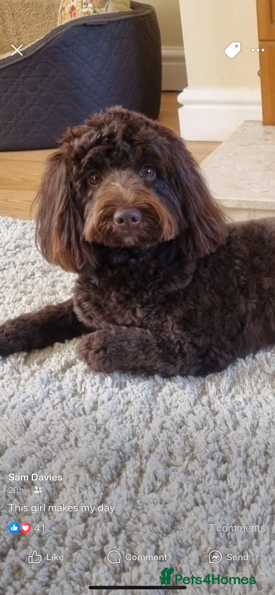 Cockapoo dogs for sale: 🐶ADORABLE F1B COCKAPOOS🐶  - Image 19