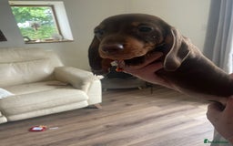 Miniature Dachshund dogs for sale: Fully vaccinated kc redg choc & tan mini boy - Image 1