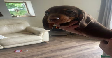 Miniature Dachshund dogs - Advert 6