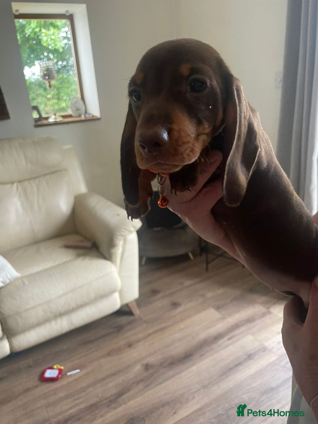 Miniature Dachshund dogs for sale: Fully vaccinated kc redg choc & tan mini boy - Image 1