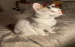Mixed Breed cats for sale: Fluffy girl 😸 - Image 4