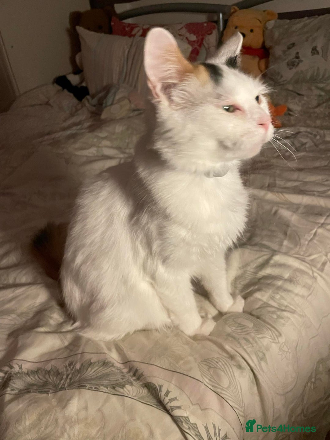 Mixed Breed cats for sale: Fluffy girl 😸 - Image 4