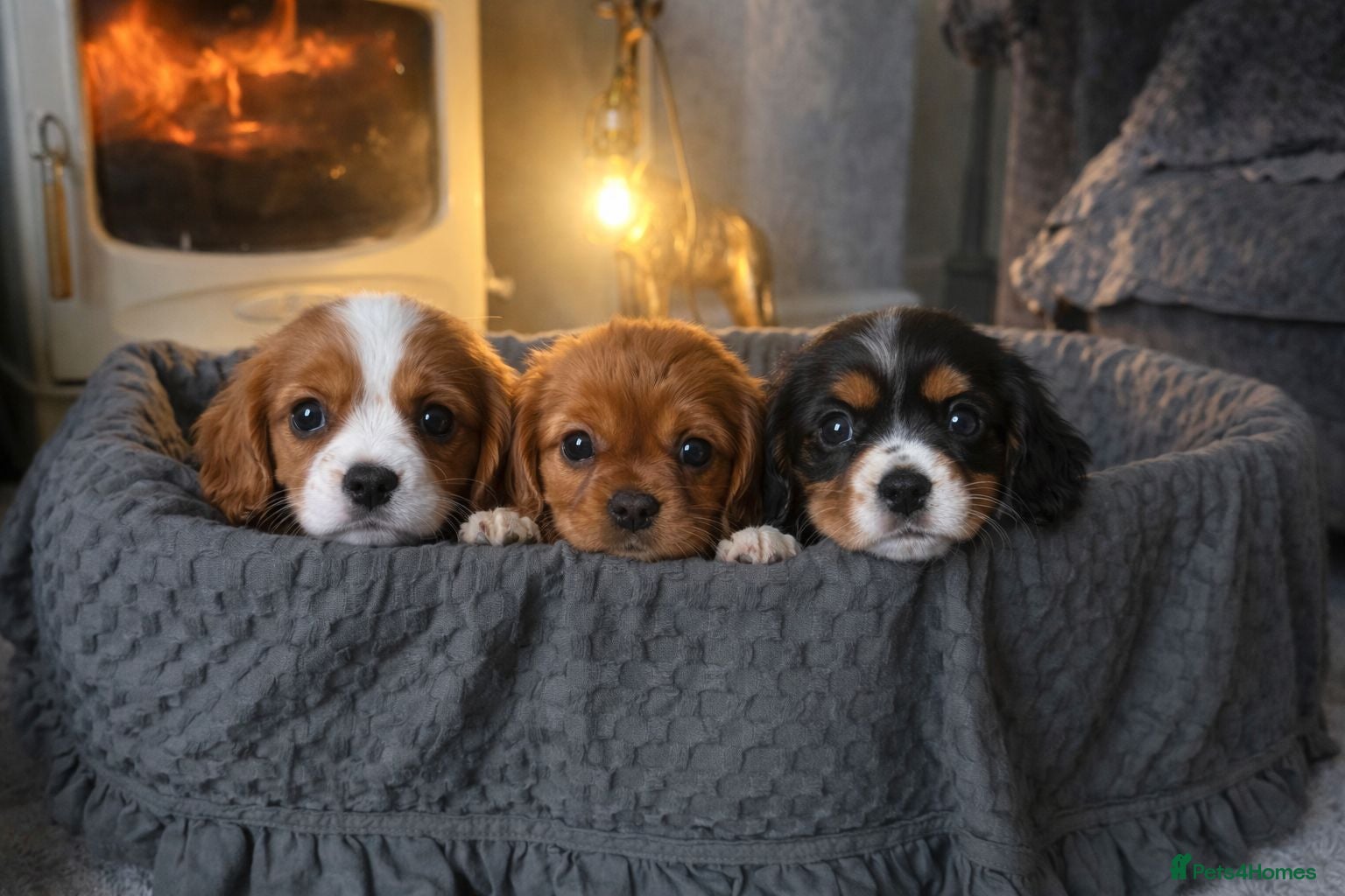 Cavalier King Charles Spaniel dogs Cavalier King Charles  - Advert 3