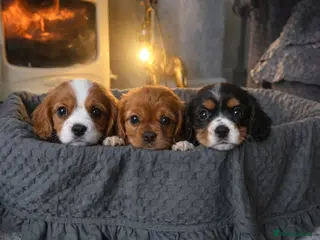 Cavalier King Charles Spaniel dogs Cavalier King Charles - Advert 3
