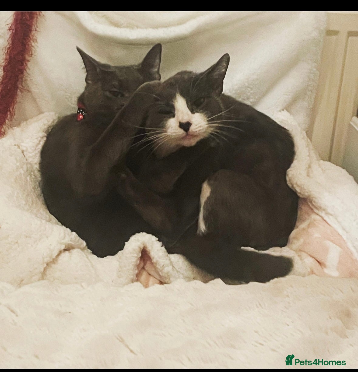 Mixed Breed cats Mixed breed - Advert 1