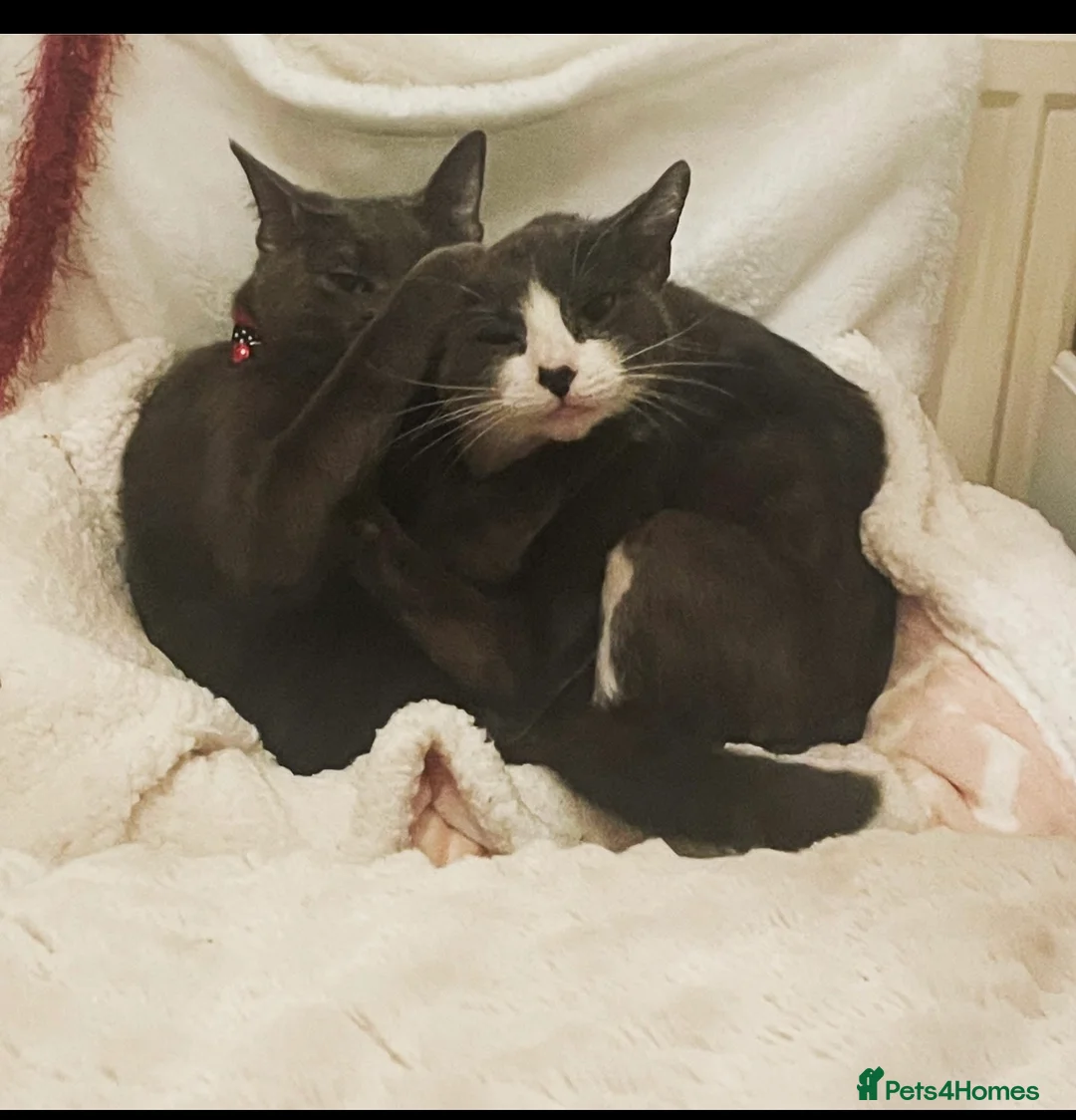 Mixed Breed cats for sale: Mixed breed - Advert 1