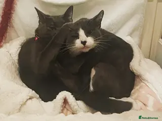 Mixed Breed cats Mixed breed - Advert 1