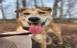 Mixed Breed dogs for adoption: Cristina - Norwich Norfolk  - Image 6