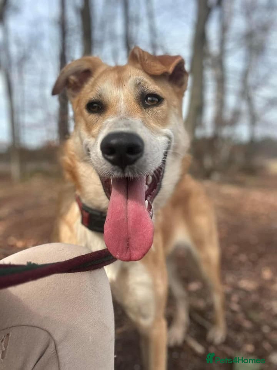 Mixed Breed dogs for adoption: Cristina - Norwich Norfolk  - Image 6