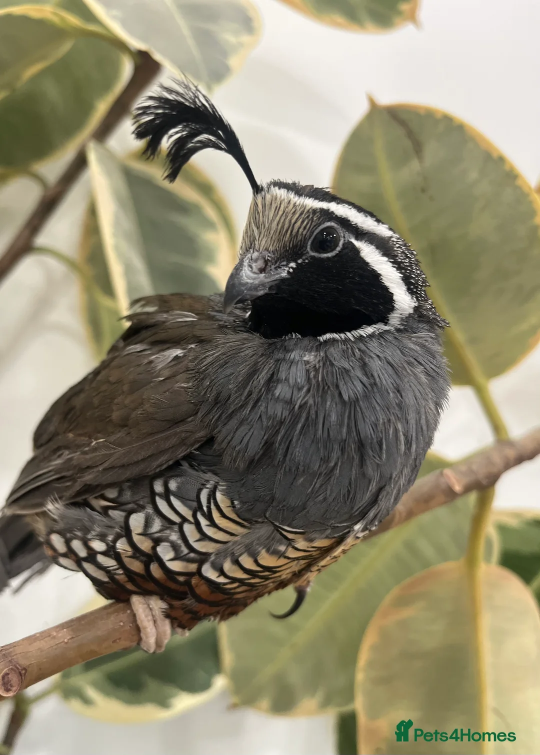 Quail poultry for sale: 6 Californian quail hatching eggs  - Advert 3