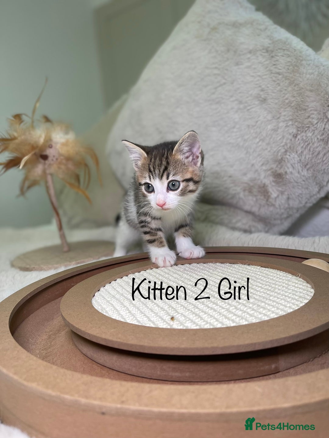 Mixed Breed cats for sale: Beautiful kittens 8 weeks old ready now  - Advert 9