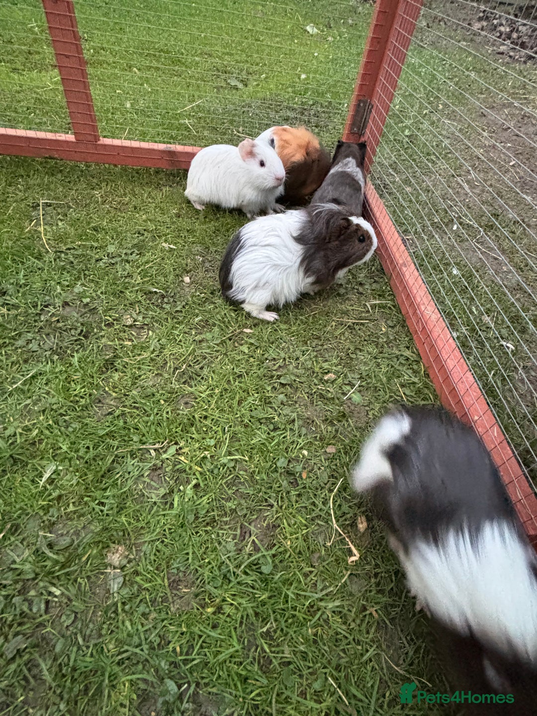 Guinea Pig rodents for sale: Baby guinea pigs  - Advert 7