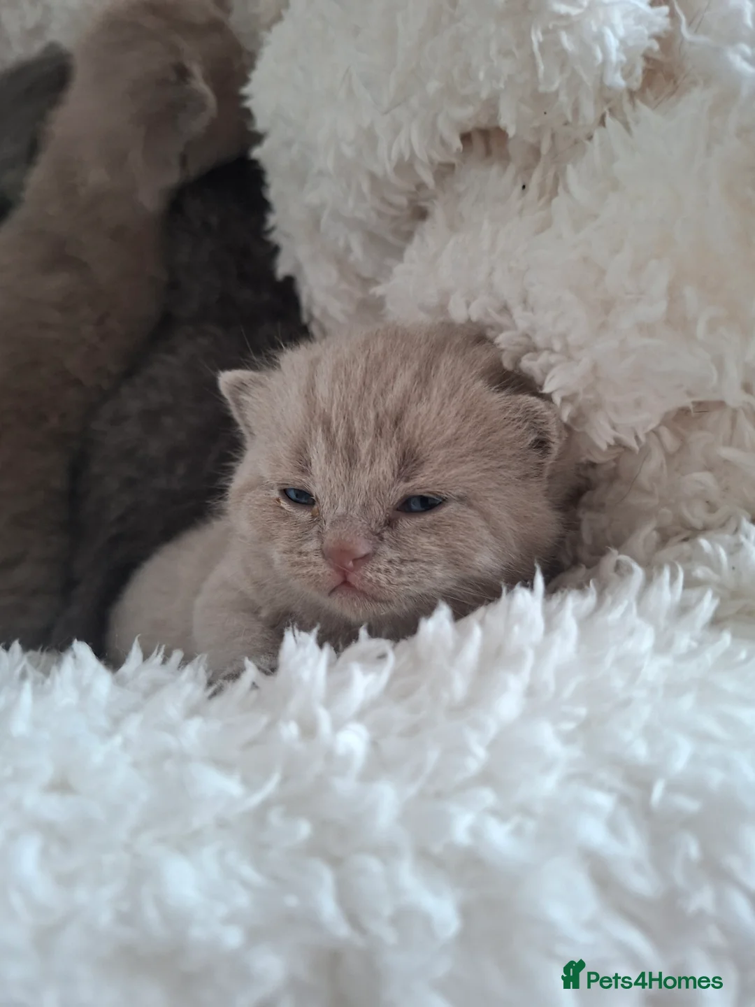 British Shorthair cats for sale: Only 1 blue boy & 1 blue girl available to reserve - Advert 21
