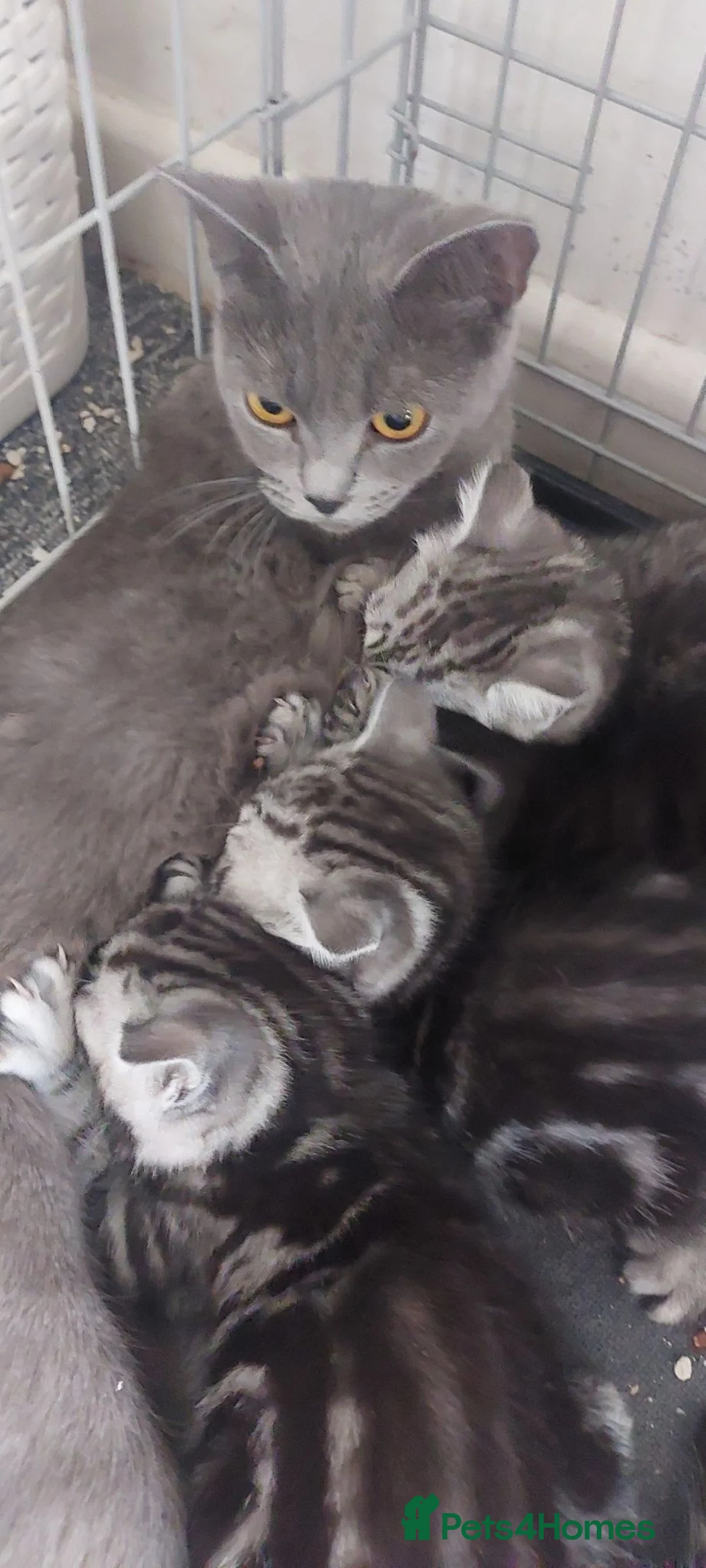 British Shorthair cats for sale: Classic tabby and spotted british shorthair girls - Advert 2