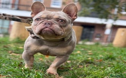 French Bulldog dogs for sale: Micro Isabella & Tan Male French Bulldog - Image 4