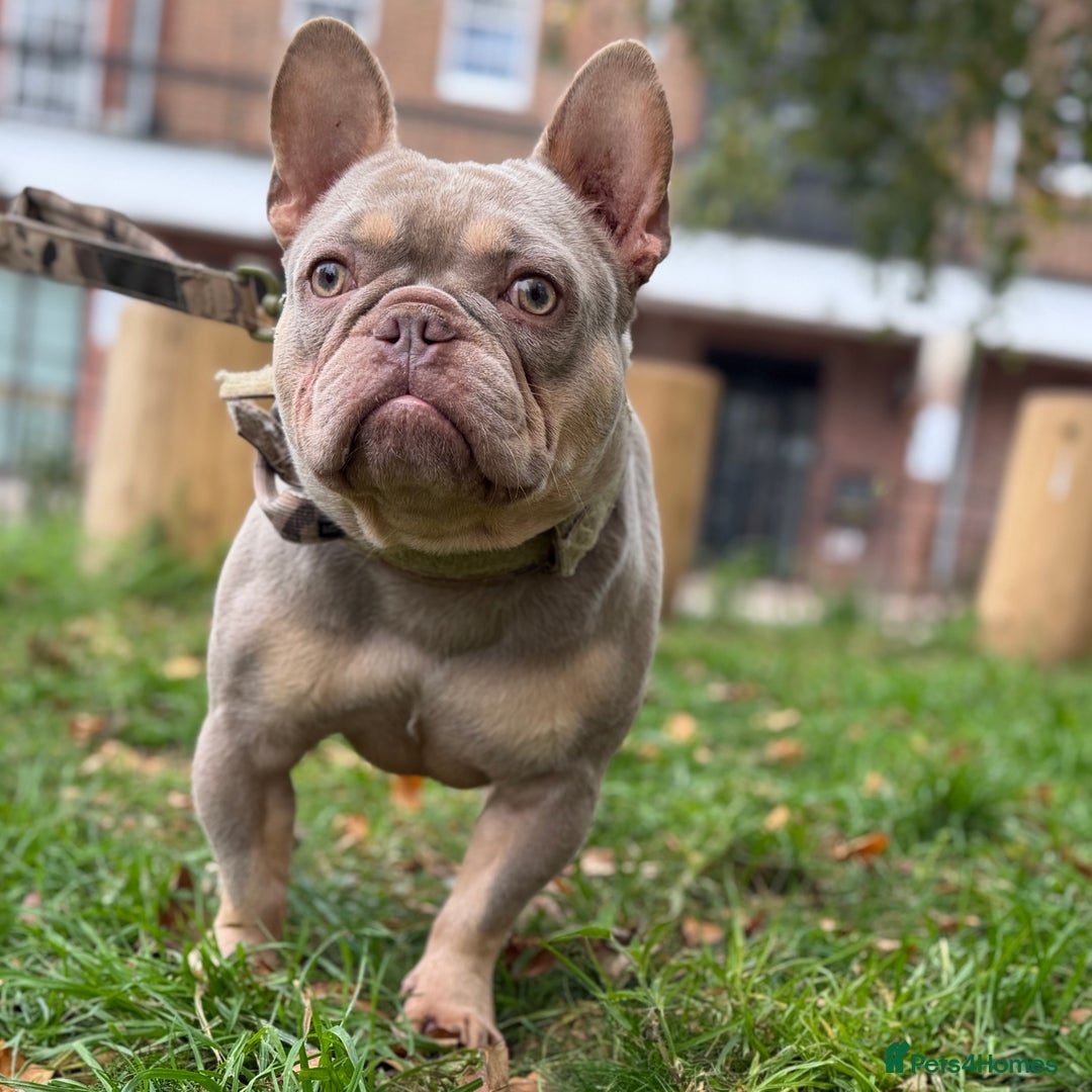 French Bulldog dogs for sale: Micro Isabella & Tan Male French Bulldog - Image 4