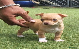 Chihuahua dogs for sale: 2 beautiful boys for sale  in Loughborough - Image 2