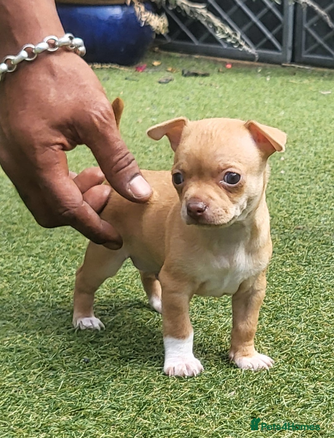 Chihuahua dogs for sale: 2 beautiful boys for sale  in Loughborough - Image 2