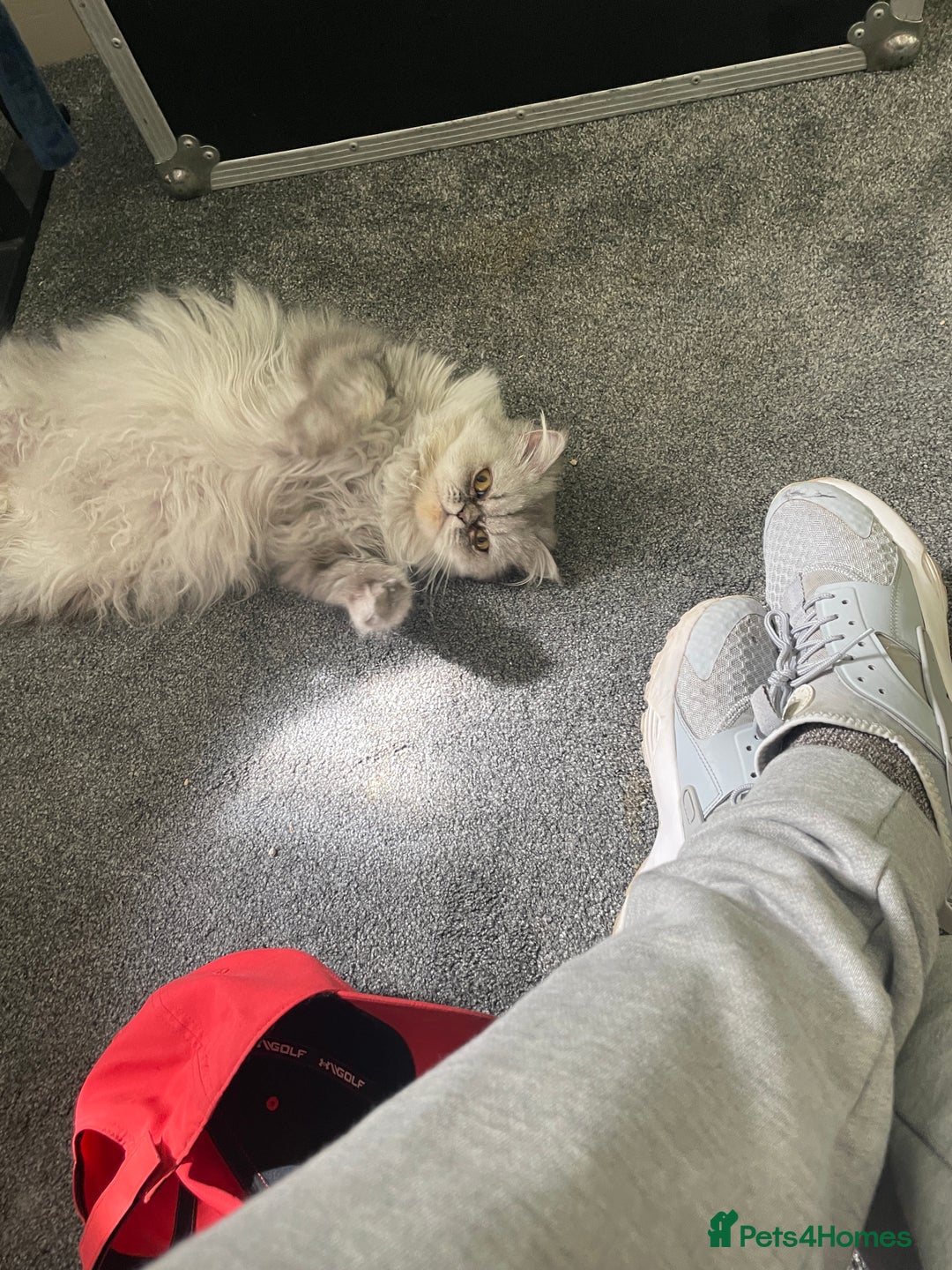 Persian cats for sale: Persian chinchilla kitten  - Image 4