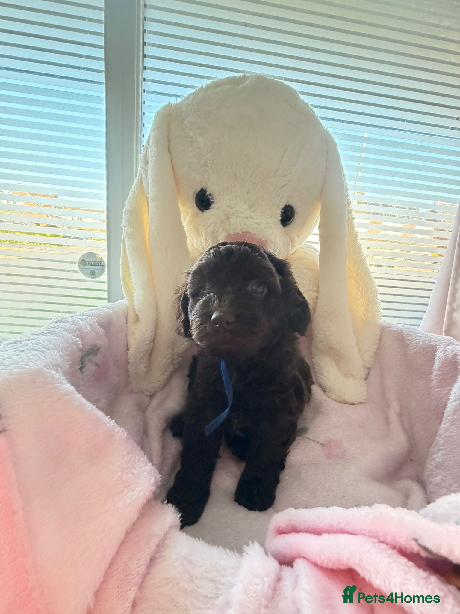 Cavapoo dogs Rare f1 cavapoo true chocolate  - Advert 16