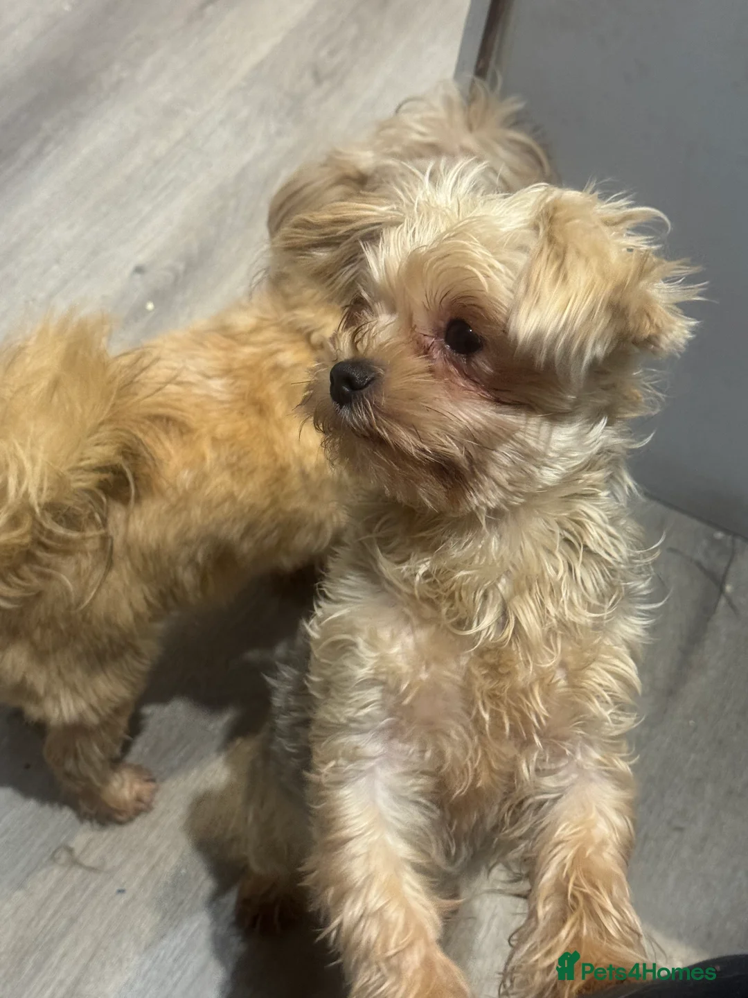 Yorkiepoo dogs for sale: Brothers  - Advert 2