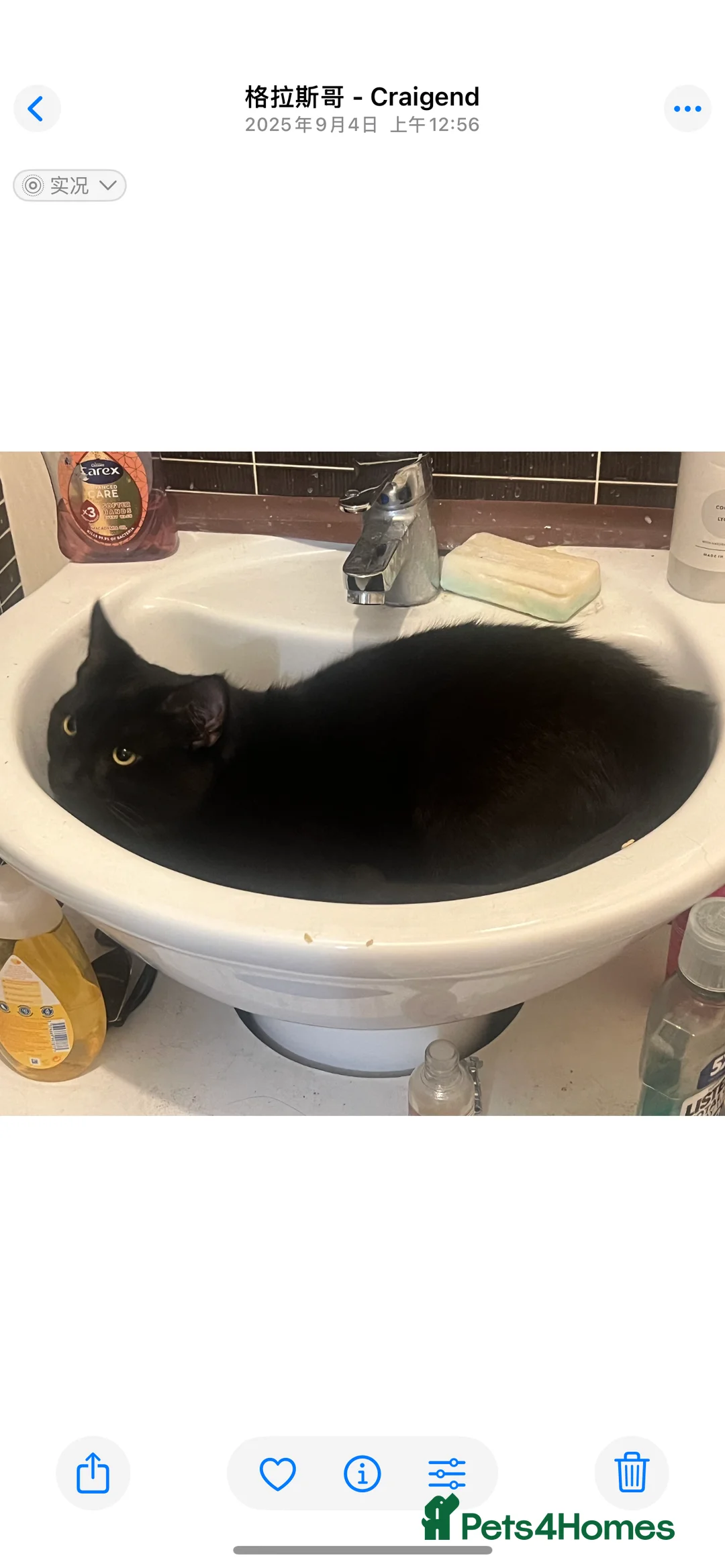 Mixed Breed cats for sale: male cat rehome - Advert 5