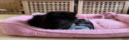 Pomeranian dogs for sale:  Rare colour Russian line Teddy Bear Pom Puppies ✨ - Advert 33
