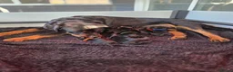 Rottweiler dogs for sale: Gorgeous Rottweiler Puppies - Advert 3