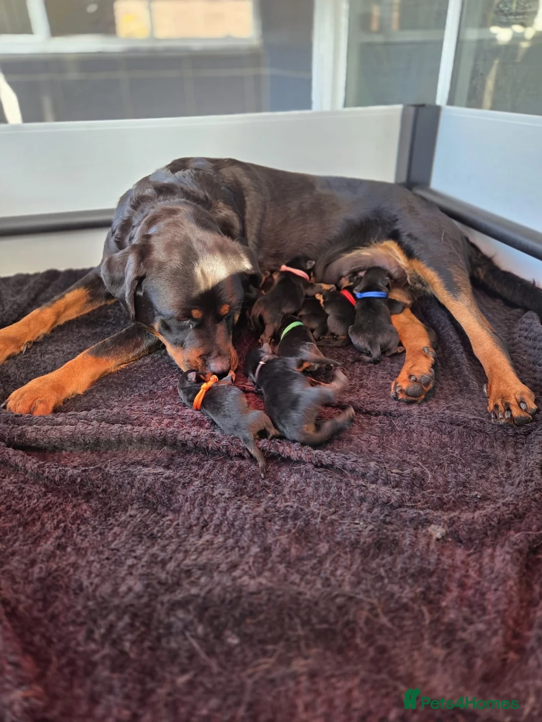 Rottweiler dogs for sale: Gorgeous Rottweiler Puppies - Advert 3