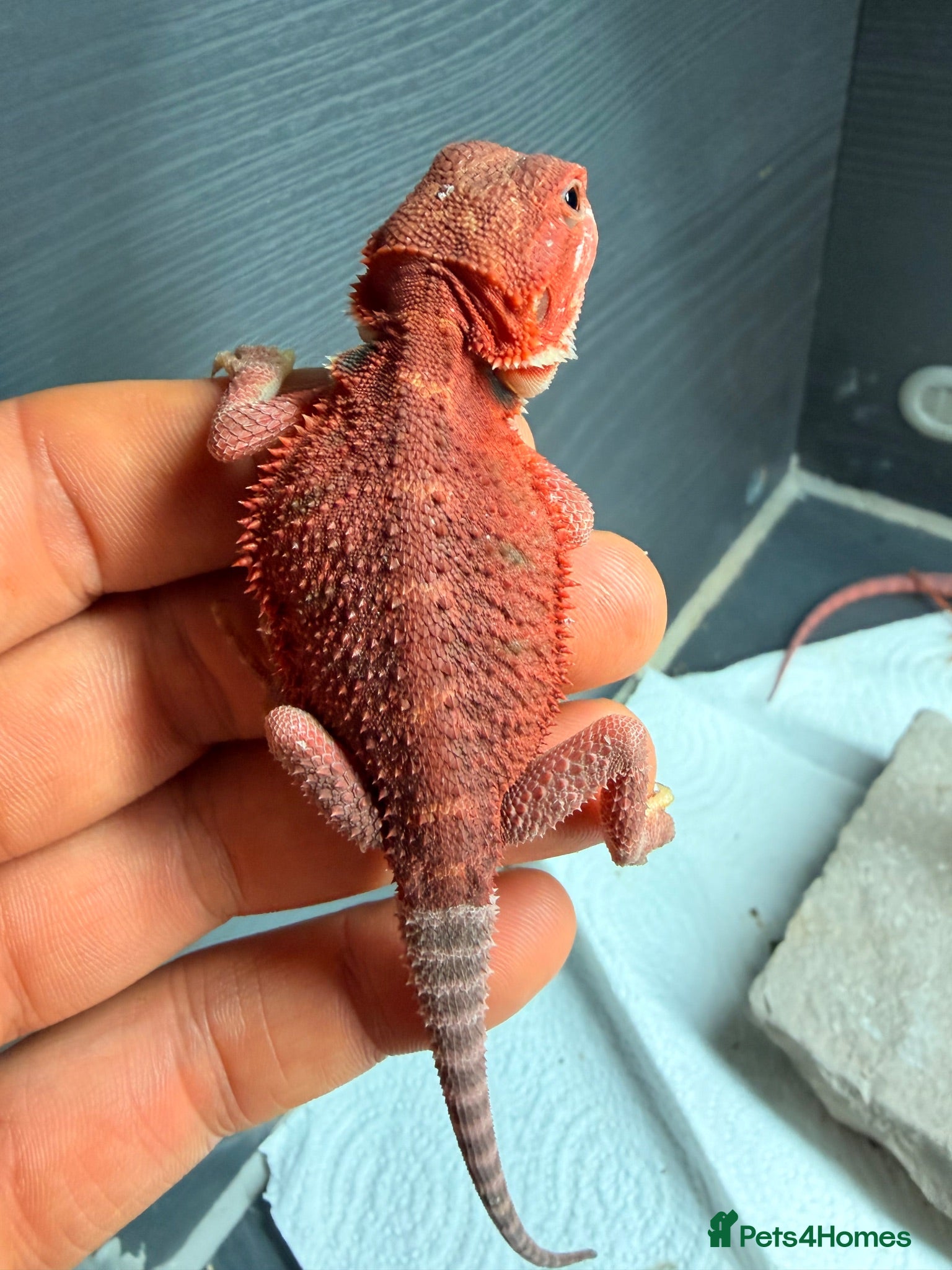 Bearded Dragon reptiles Stunning Baby Bearded Dragon is ready to go! - Advert 1