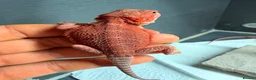 Bearded Dragon reptiles for sale: Stunning Baby Bearded Dragon is ready to go! - Advert 1
