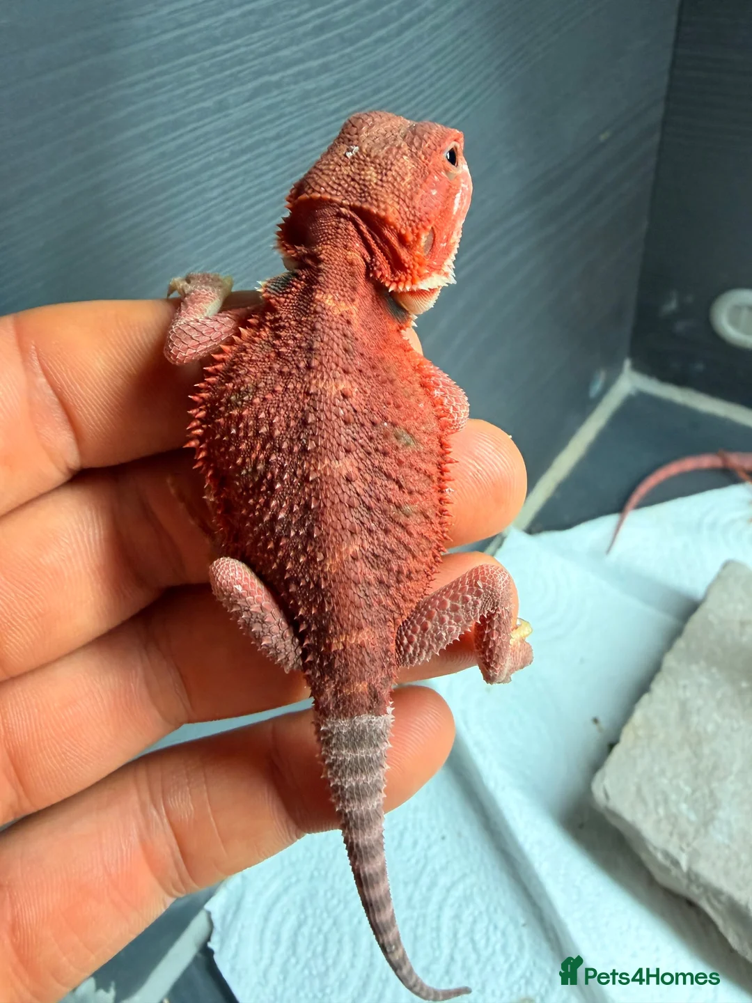 Bearded Dragon reptiles for sale: Stunning Baby Bearded Dragon is ready to go! - Advert 1