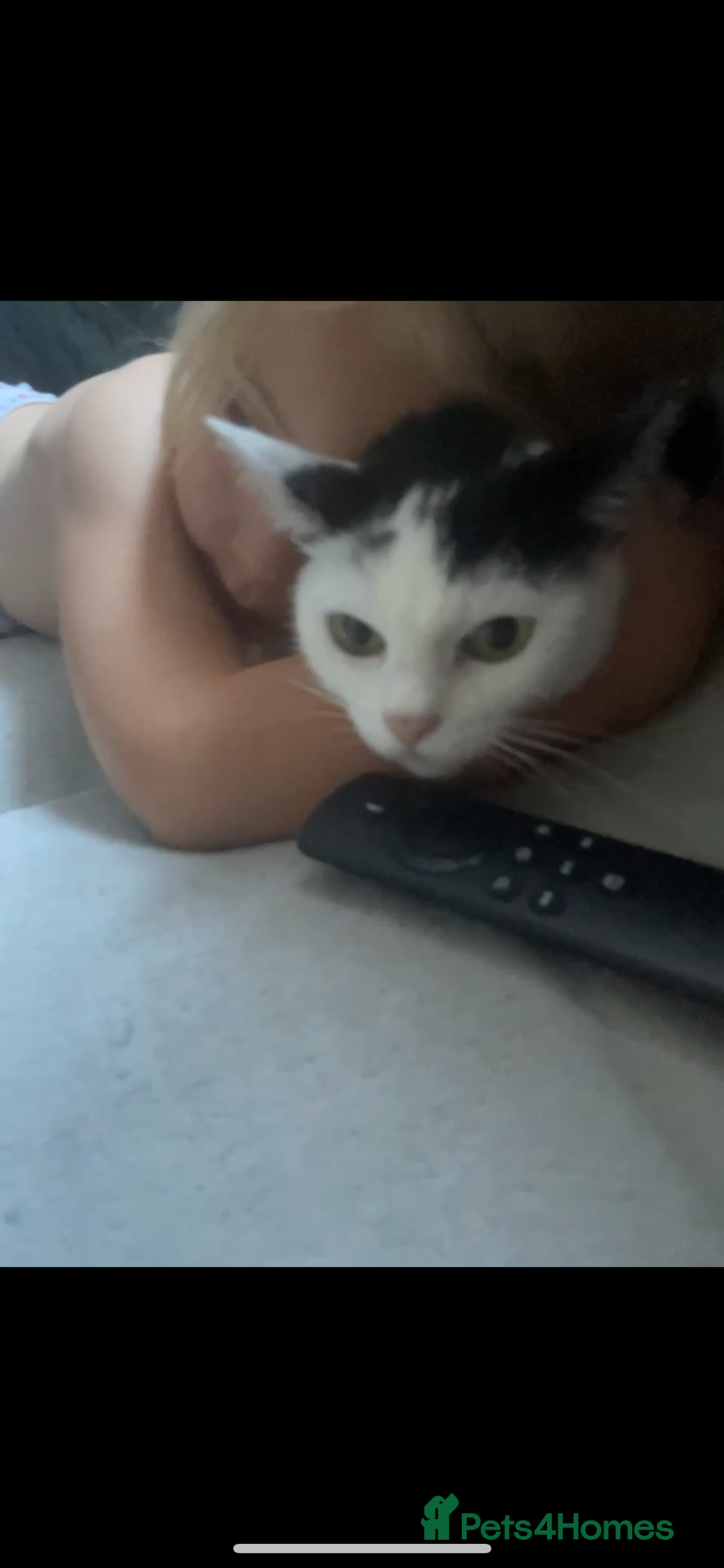 Domestic Shorthair cats for sale: Free to a loving home  - Image 3