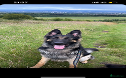 German Shepherd dogs for stud: Proven KC Registered German Shepherd  in Glasgow - Image 6