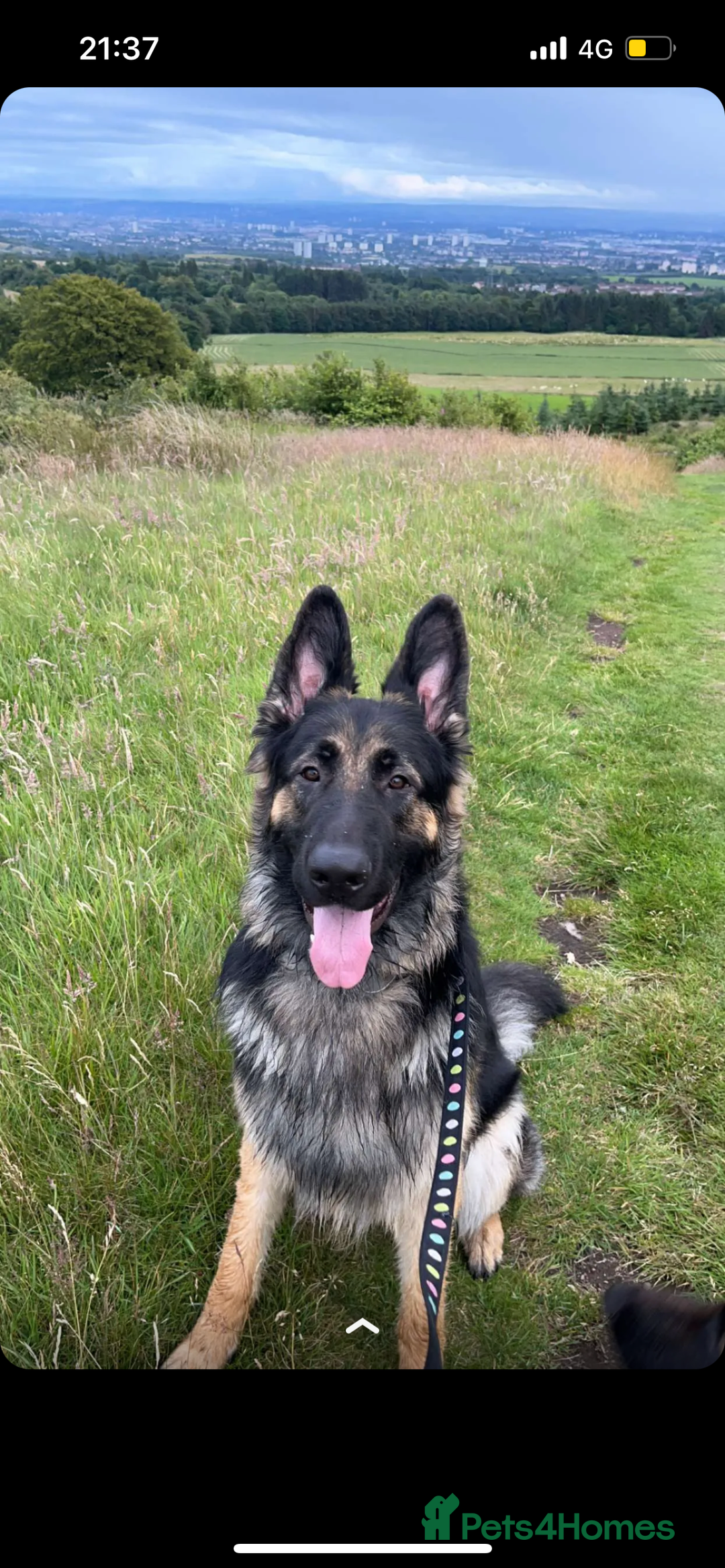 German Shepherd dogs for stud: Proven KC Registered German Shepherd  in Glasgow - Image 6