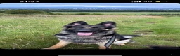 German Shepherd dogs for stud: Proven KC Registered German Shepherd  in Glasgow - Advert 6