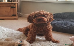 Cavapoo dogs for sale: Beautiful cavapoo looking for her forever home - Image 3