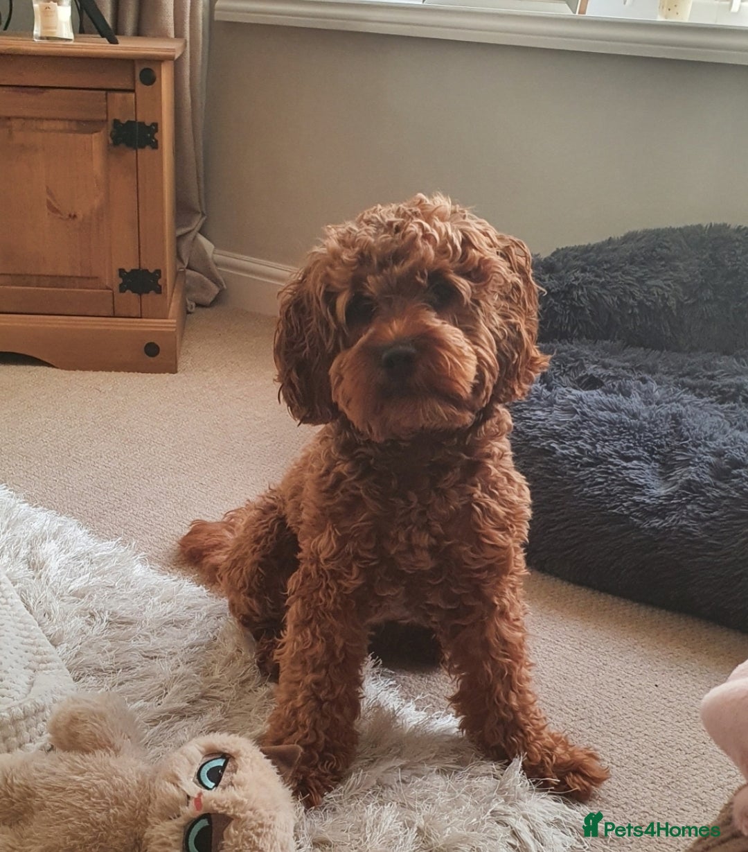 Cavapoo dogs for sale: Beautiful cavapoo looking for her forever home - Image 3