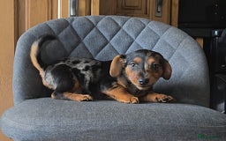 Mixed Breed dogs for sale: F1 Dachshund x Jack Russell  - Image 9