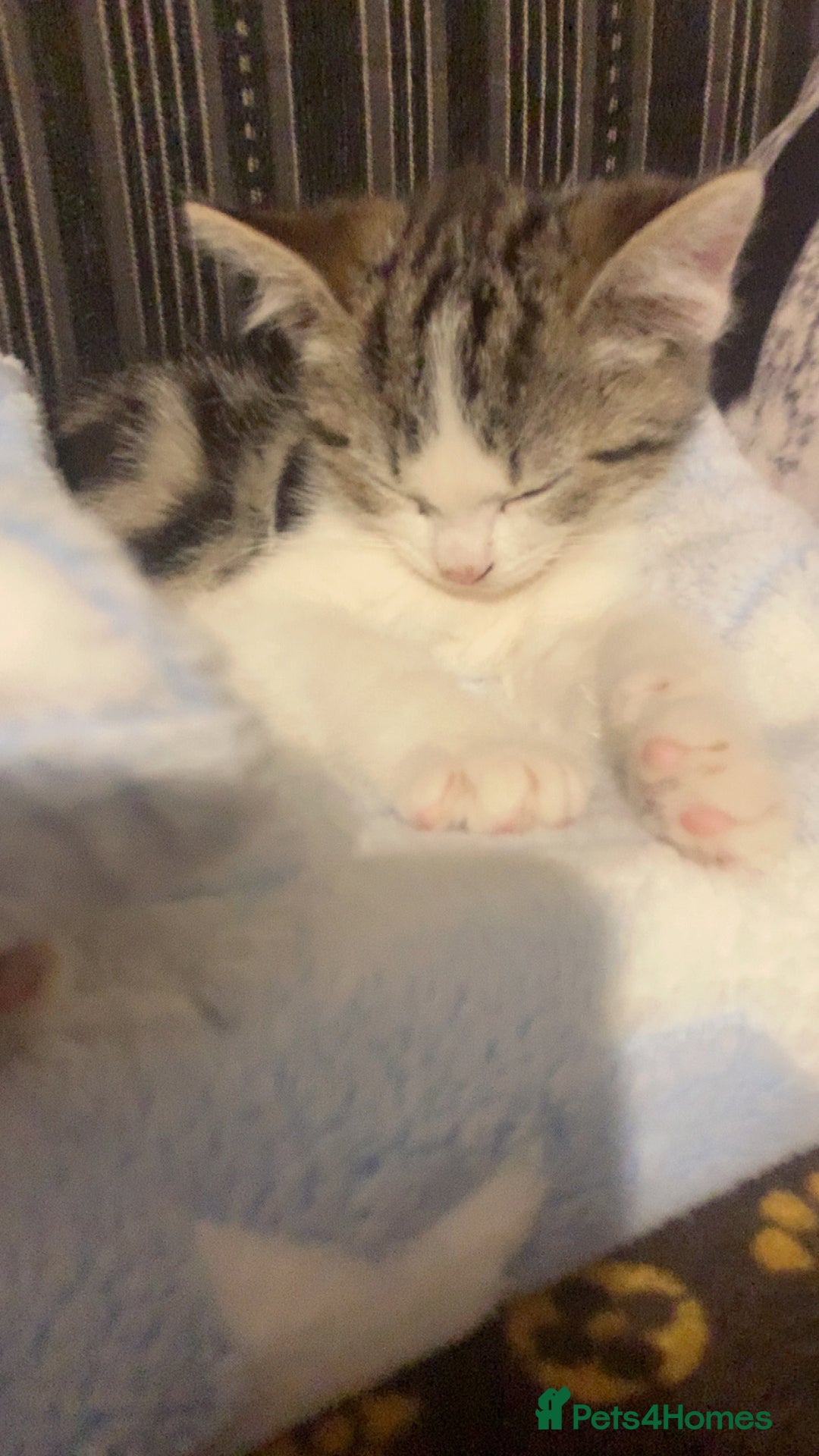 Mixed Breed cats for sale: Beautiful kitten for sale  - Advert 4