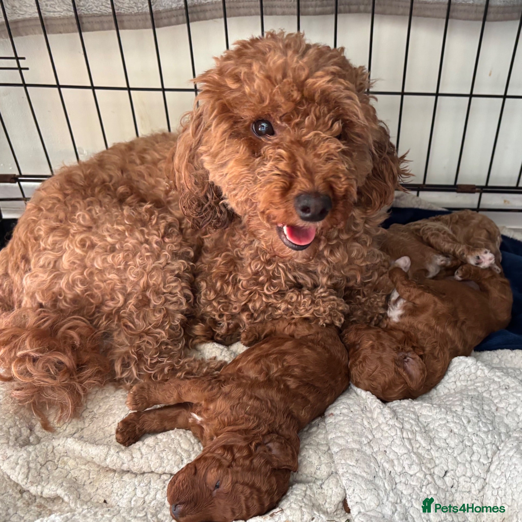 Poochon dogs Three beautiful girls 🩷🩷🩷 - Advert 1