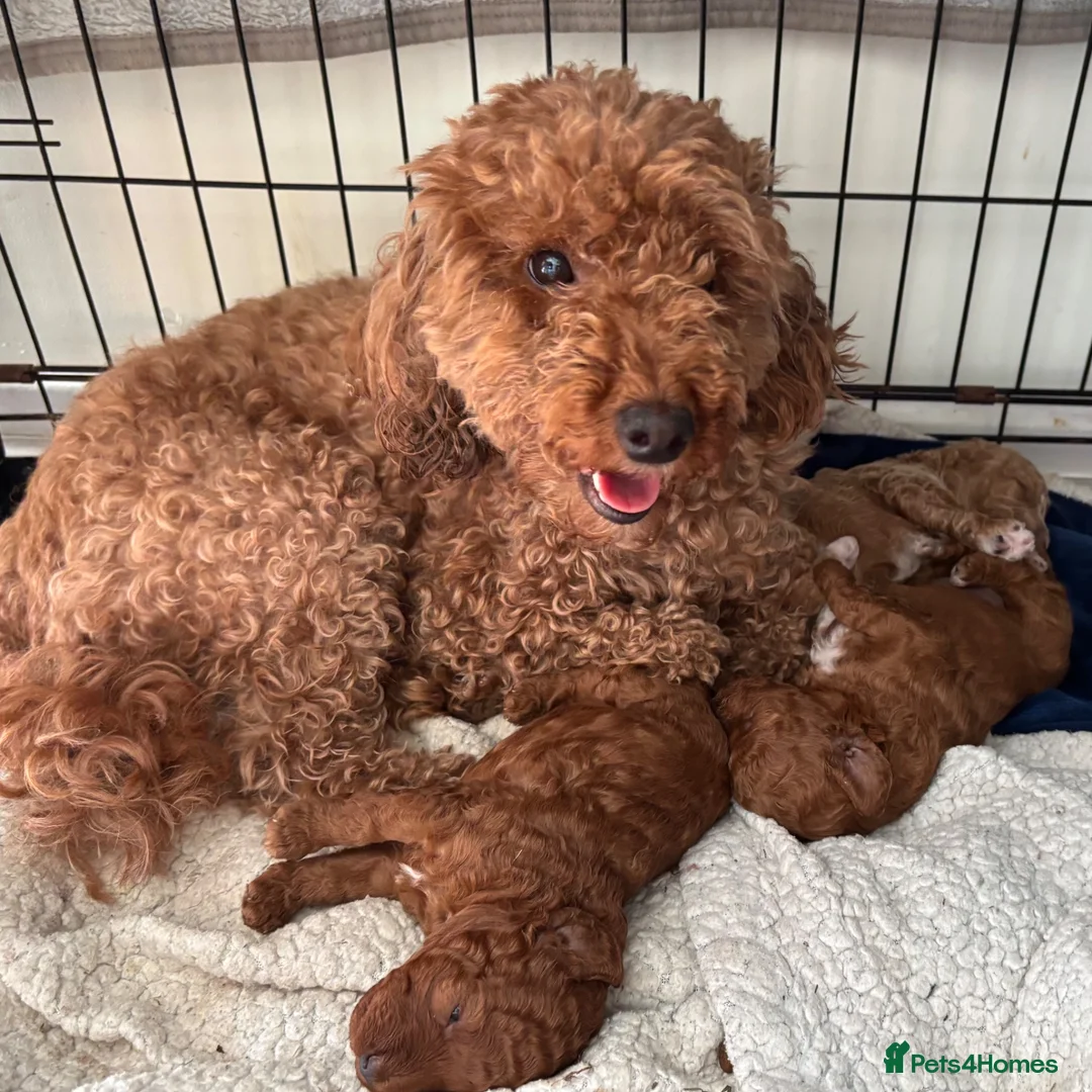 Poochon dogs for sale: Three beautiful girls 🩷🩷🩷 - Advert 1