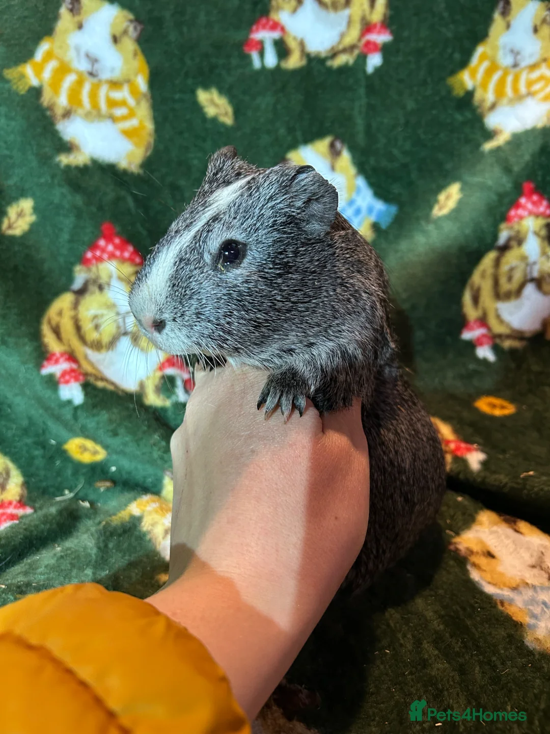 Guinea Pig rodents for sale: Beautiful Baby Male Guineapigs  - Advert 2