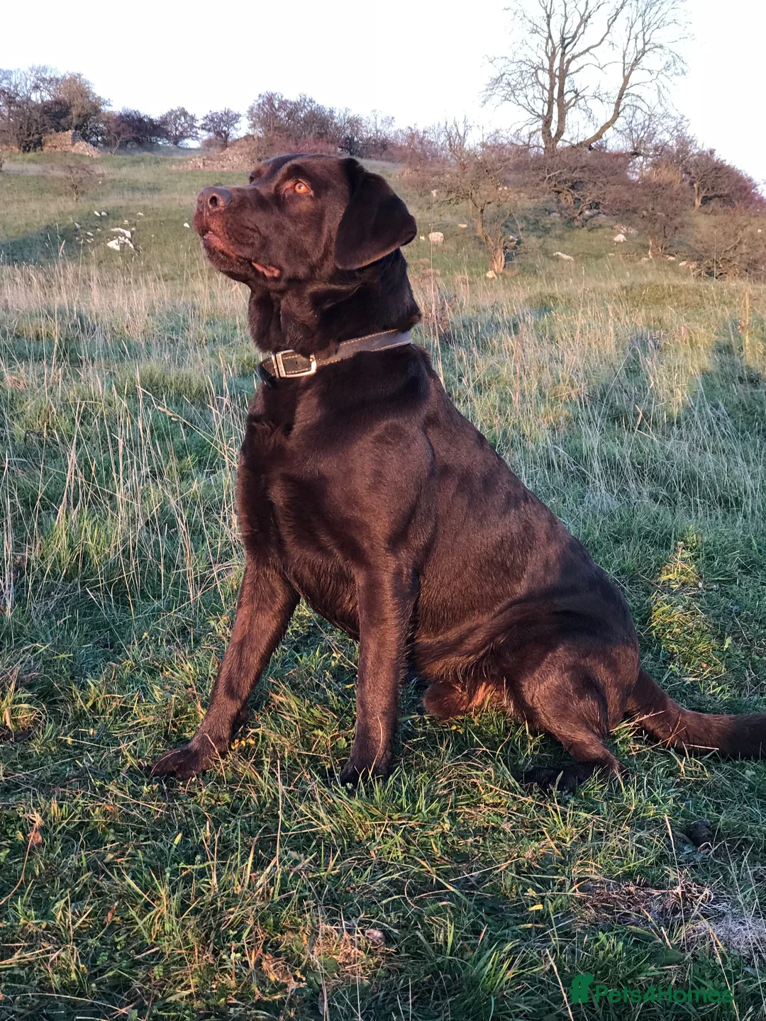 Labrador Retriever dogs for sale: Beautiful Working Labrador Puppies ready now! - Advert 2